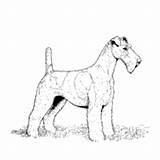 Coloring Schnauzer Giant Scottish Terrier Surfnetkids Scotland Unit Study sketch template
