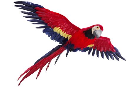 parrot clipart picsart png parrot flying png transparent png full images   finder