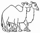 Camel Coloring Pages Printable Kids Clipart Drawing Line Clip Caravan Getdrawings Presentations Websites Reports Powerpoint Projects Use These Library sketch template