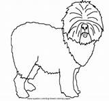 Coloring Dog English Old Sheepdog Pages Sheep Breed 242px 63kb sketch template