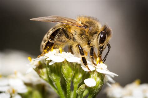 westliche honigbiene apis mellifera foto bild tiere wildlife