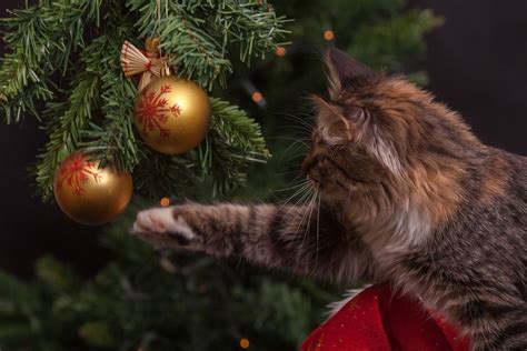無料画像 木 ブランチ 緑 ゴールデン 赤 子猫 ネコ 哺乳類 クリスマスツリー ウィスカー 玉 クリスマスの飾り