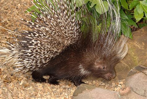 african crested porcupine sponsorship shepreth wildlife park