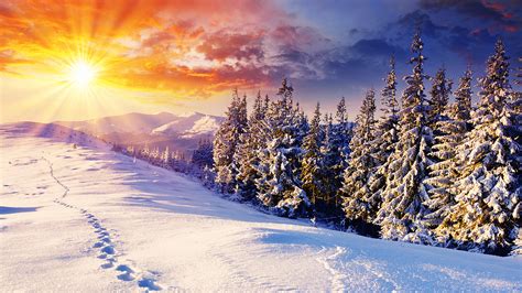 meraviglioso paesaggio invernale inverno neve alberi  pino pineta il sole il cielo