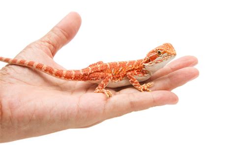 how fast do bearded dragons grow the ultimate guide