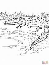 River Coloring Crocodile Pages Bank Drawing Printable Simple Clipart Color sketch template