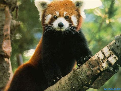 phyla  red panda