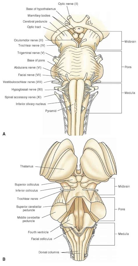 midbrain anatomy