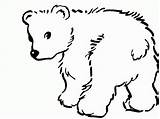 Coloring Bear Pages Print Popular Polar sketch template