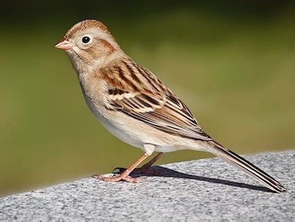 meaning  symbolism   word sparrow