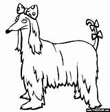 Coloring Dog Dogs Afghan Hound sketch template
