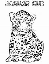 Jaguar Coloring Pages Cub Baby Cheetah Drawing Animal Simple Car Printable Kids Color Getdrawings Getcolorings sketch template