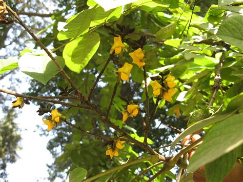pterocarpus indicus  echinatus fabaceae pterocarpus  flickr