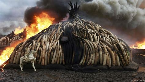 kenia verbrannte mehr als hundert tonnen elfenbein