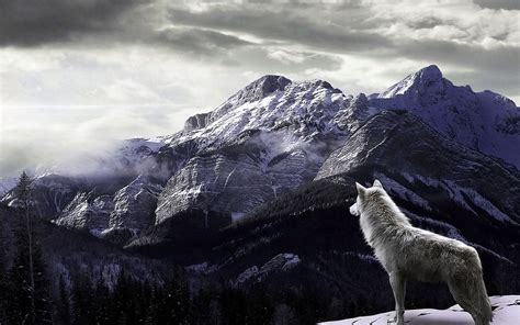 computer wallpapers wolves wwwwolf wallpaperspro