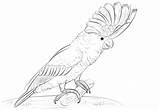 Cockatoo Coloring Crested Sulphur Pages Printable Designlooter Galah Cockatoos Drawings 29kb 333px Categories sketch template