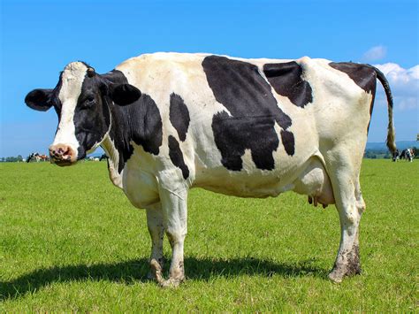 cartoon pictures  dairy cows maryjanesfarm farmgirl connection