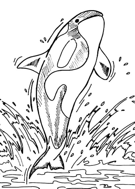 killer whale coloring pages    print
