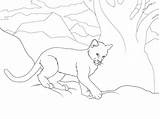 Cougar Coloring Pages Cub Printable Color Getcolorings Drawing Categories Skip Main sketch template