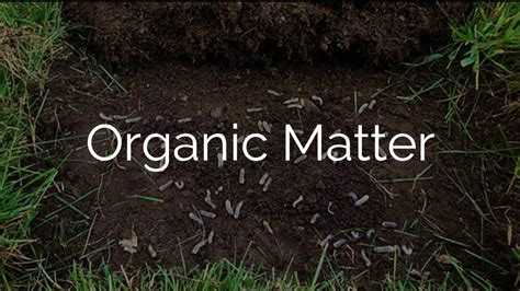organic matter youtube