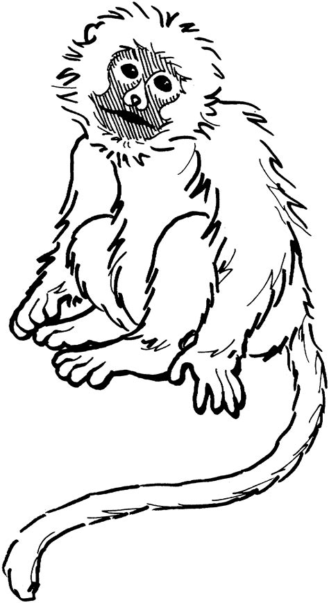 printable monkey coloring pages  kids