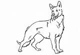 Shepherd German Coloring Pages Dog Drawing Line Print Shepard Kids Drawings Puppy Color Printable Shepherds Dogs Sheets Animal Puppies Animals sketch template