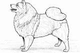 Coloring Chow Pages Dog Keeshond Printable Breed Drawing Drawings Gif sketch template