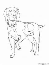 Coloring Pointer Pages German Shorthaired Designlooter 25kb 750px Getdrawings Getcolorings sketch template