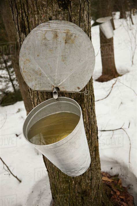 collecting maple syrup  tree quebec canada stock photo dissolve