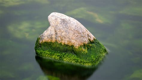 green covered earth stone  water  daytime  hd nature wallpapers hd wallpapers