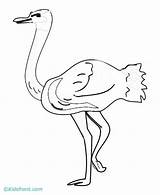 Coloring Ostrich Popular sketch template