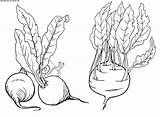 Kohlrabi Vegetables Plants Colorator Coloring Beet Rhubarb Pages Squash sketch template