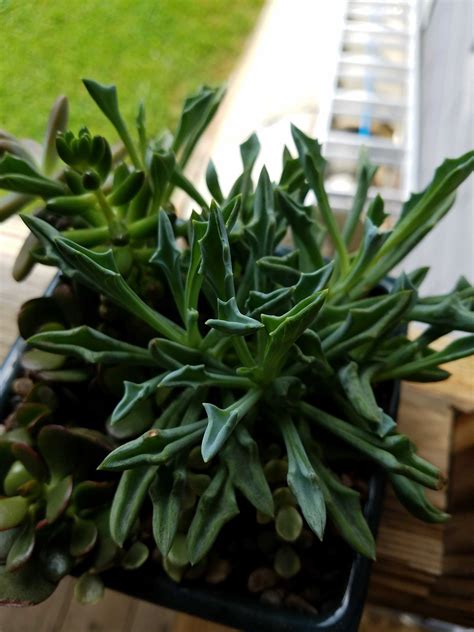 identification    succulent plant  long triangularly pointed leaves
