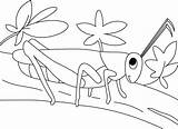 Gafanhoto Grasshopper Coloring Passeando Pintarcolorir Tudodesenhos Gafanhotos sketch template
