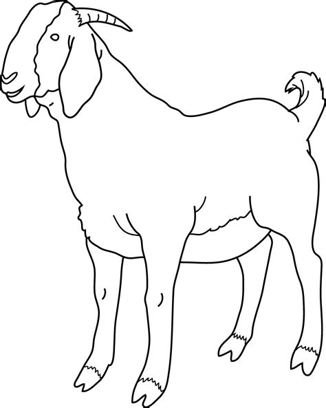 goat coloring pages kids cartoon print boer mountain printable color
