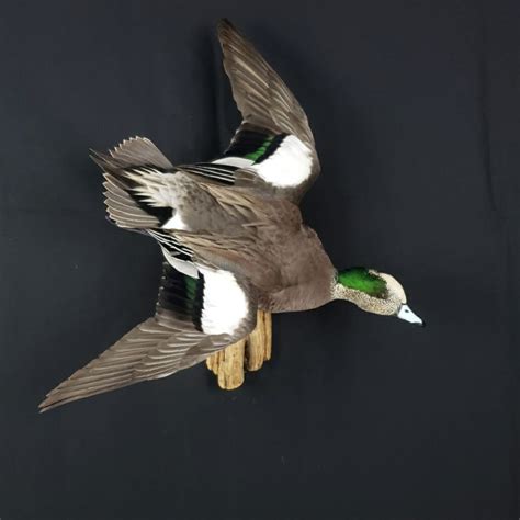 american wigeon mounts drake wigeon mounts waterfowl taxidermy