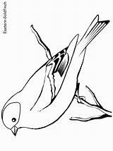 Goldfinch Finch Disegno Uccelli Cardellino Designlooter Colorare 2274 sketch template