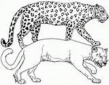 Coloring Cheetah Tiger Albino Netart Print sketch template