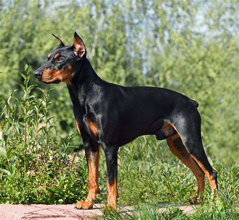 german pinscher dog breed characteristics care