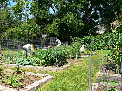 basics  starting  community garden urban harvest