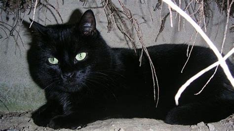 opération de réhabilitation des chats noirs à la spa des pyrénées