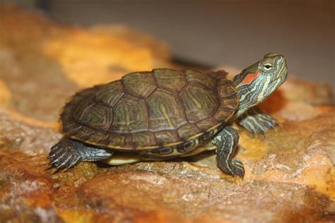 information  slider turtle    care