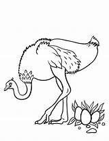 Ostrich Coloring Pages Color Kids Printable Coloringcafe Print Template sketch template