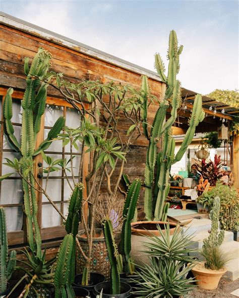 ways  create  adorable cactus garden   home