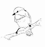 Chickadee Coloring Drawing Line Capped Bird Pages Printable Paintingvalley Drawings Getdrawings Choose Board Sketchite 608px 3kb sketch template