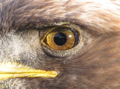 filegolden eagle eyejpg wikipedia