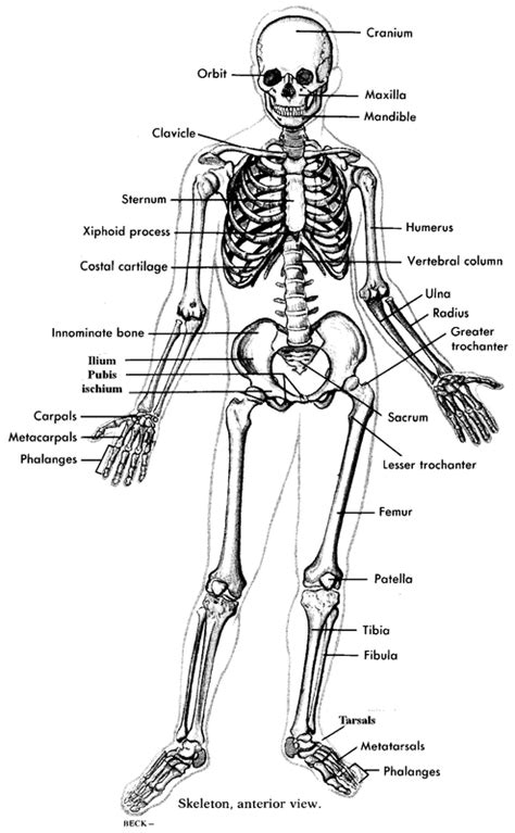 skeletal system alex haefners bayside medical portfolio