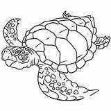 Coloring Turtle Sea Turtles Pages sketch template