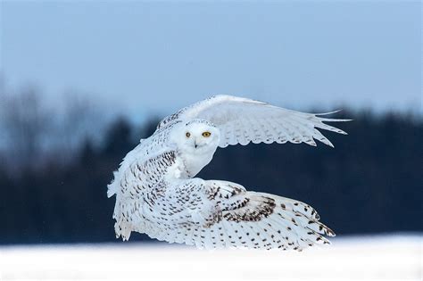 snowy owl  flight jim zuckerman photography photo tours