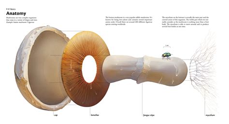 mushrooms  infographic magazine pages  behance